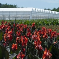 Подобри домови и градини 1,5g Клеопатра жолта црвена кана Лили во живо растенија со одгледувач тенџере