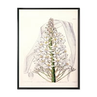 DesignArt 'Бела гроздобер орхидеја I' Традиционална врамена платно wallидна уметност печатење