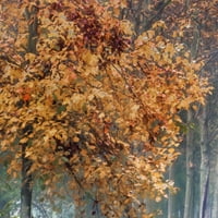 Уметничка галерија за ремек -дело Дишејте есенска шума патека од Ирина Вајс Канвас Фото уметност Печати 30 40